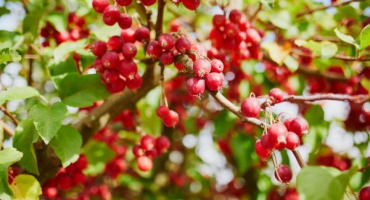 Dekorativní jablko královská krása - radost zahradníka